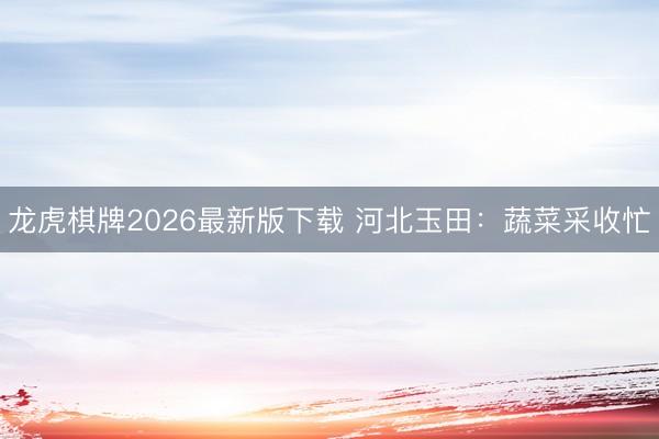 龙虎棋牌2026最新版下载 河北玉田：蔬菜采收忙